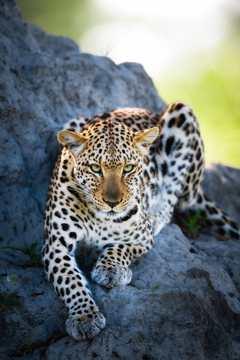 Panther